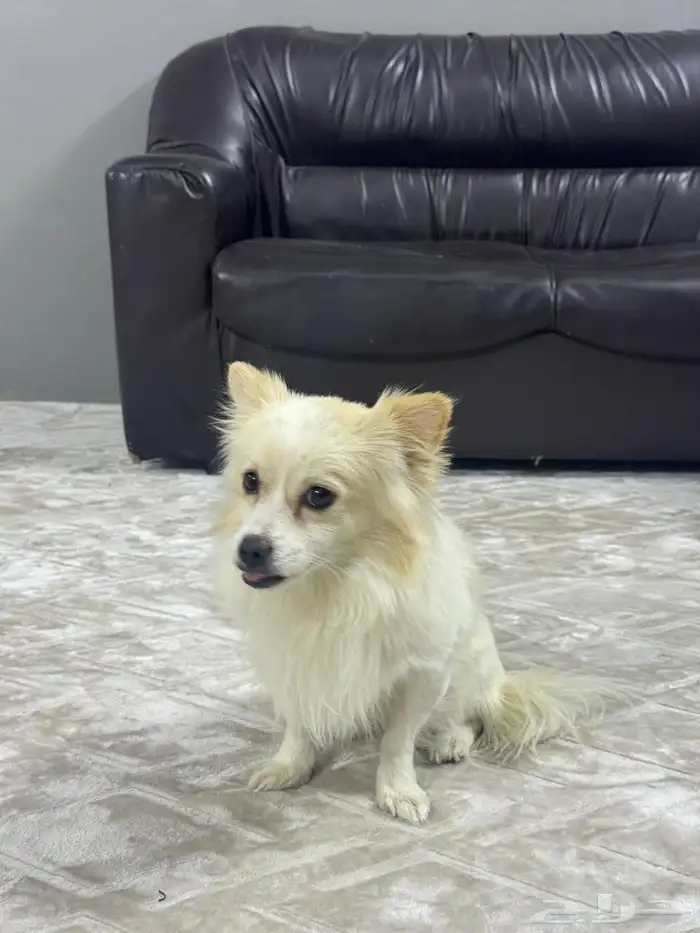 كلب بومرينيان ذكر 3