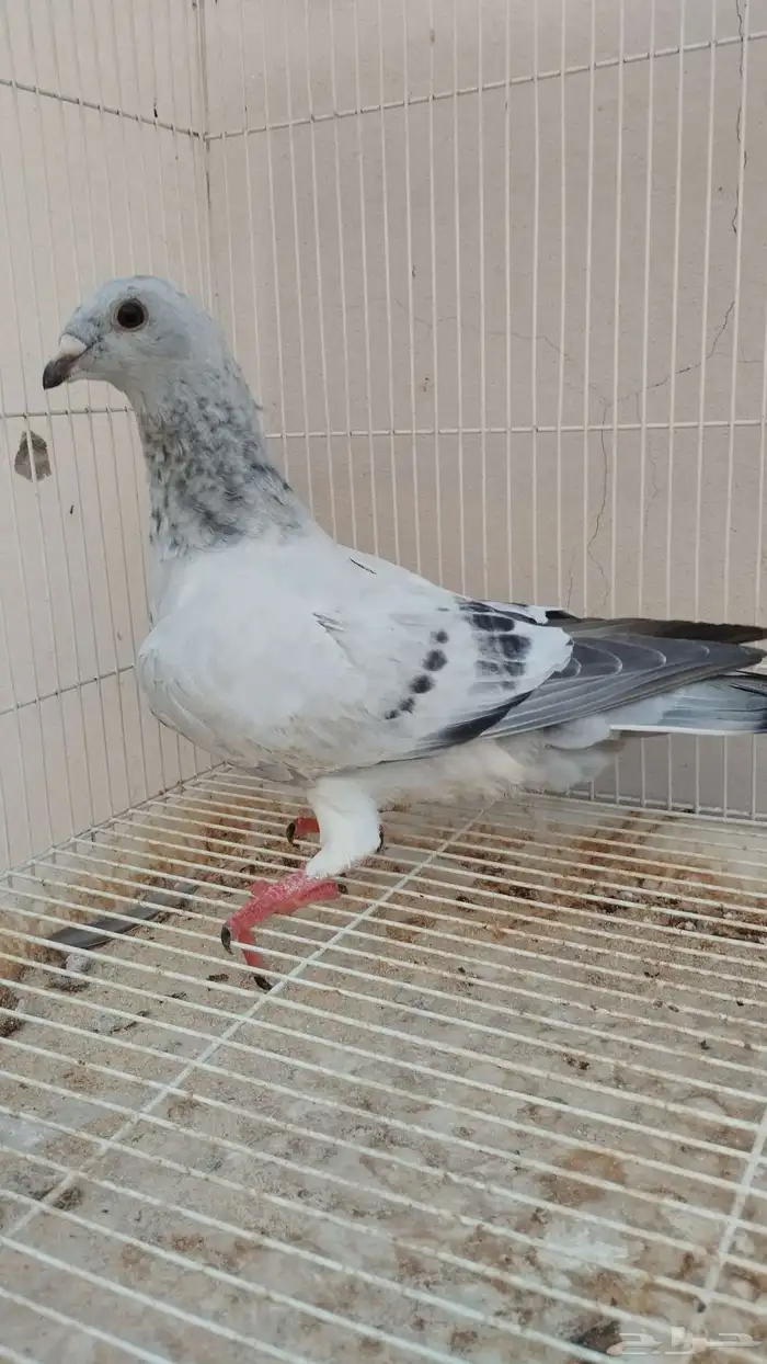 فرخ زواجل فواتح 3