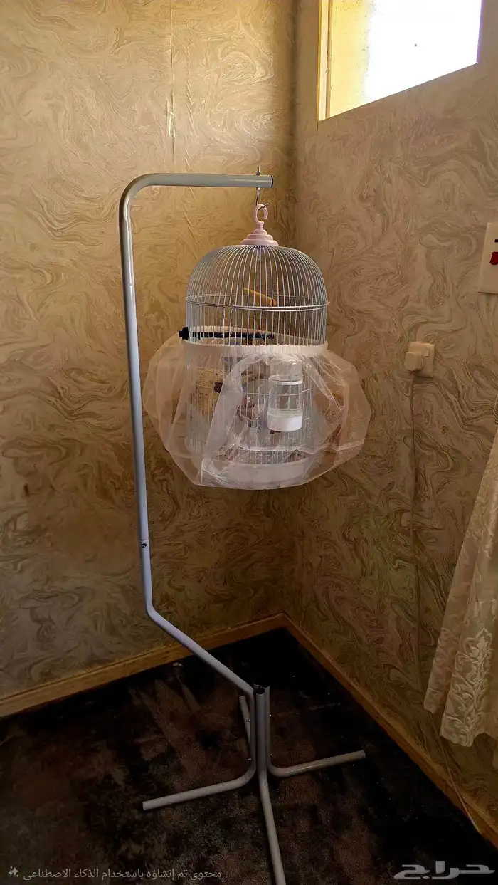 طيور زيبرا فينش 6