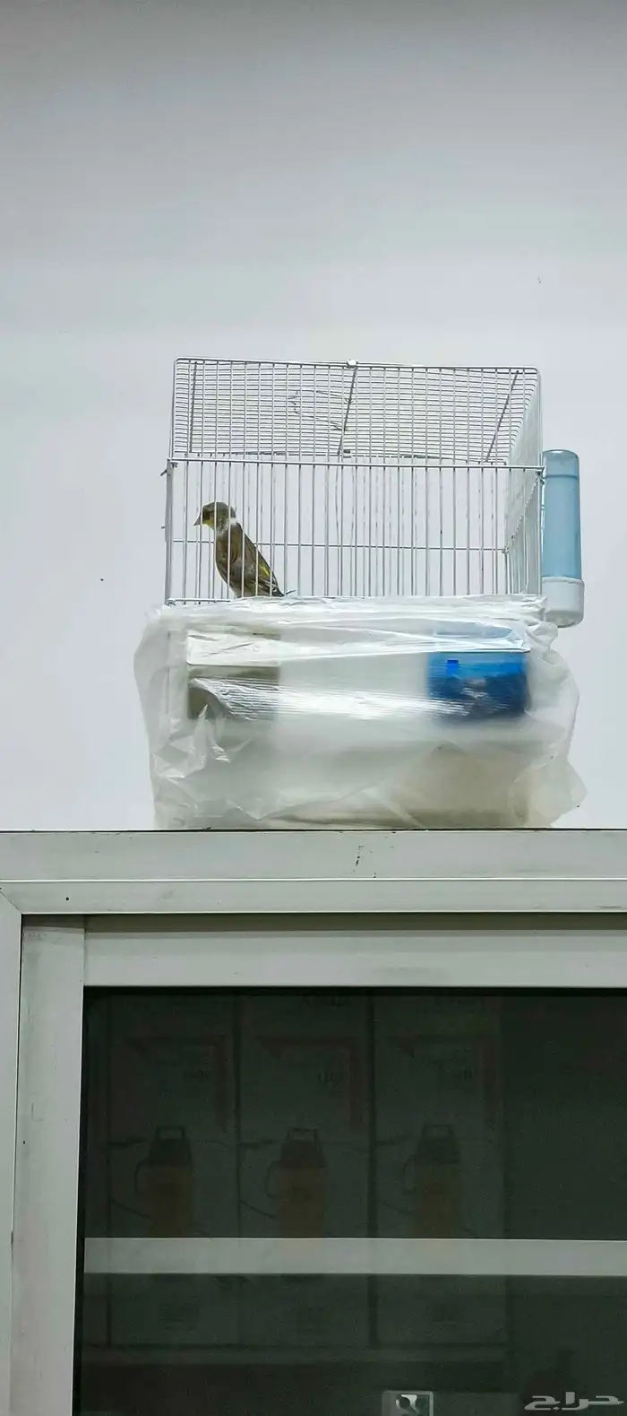 بندوق لغة شامية 1