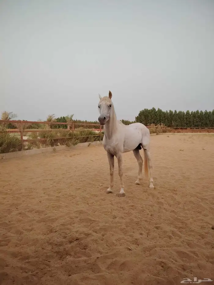 خيول عدد 2 عربية واحد شعبي 4
