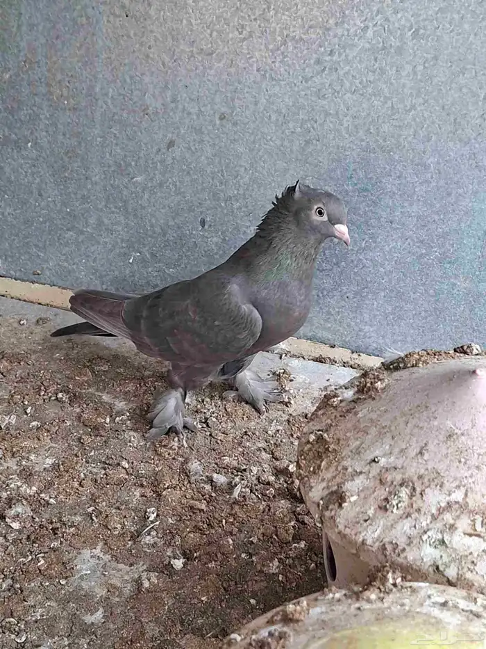 انثي اصيل بيور 4