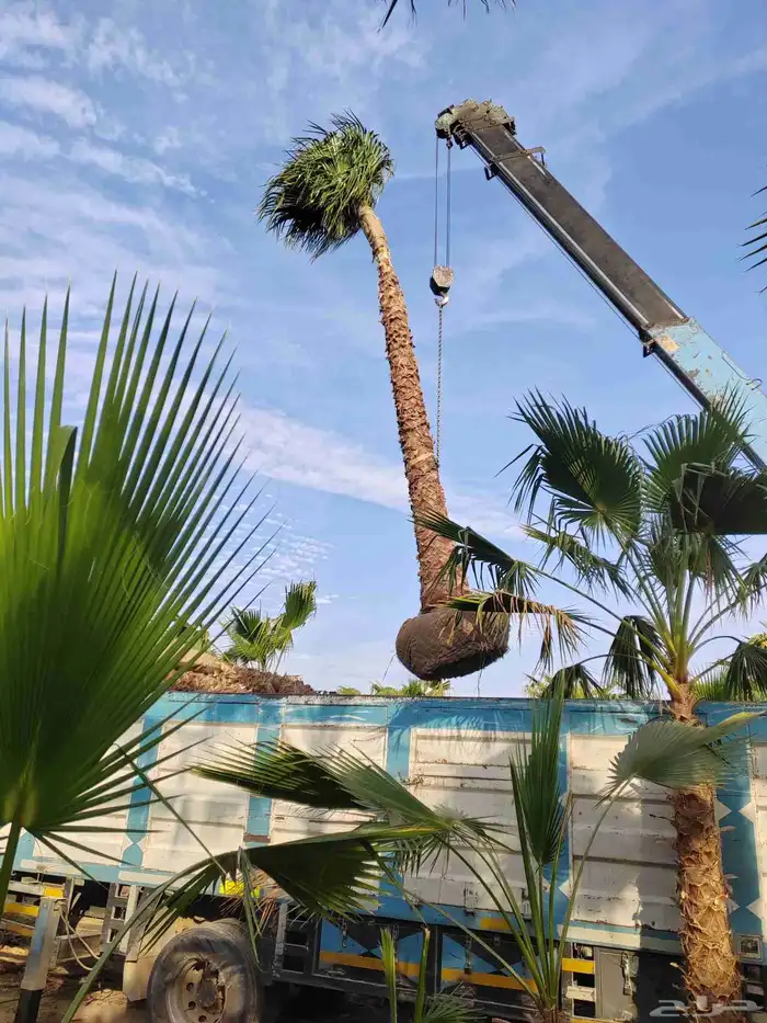 نخل واشنطني للبيع 5