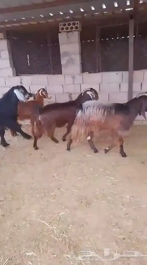 للبيع معزا ولد ومضاريع - تيماء 11