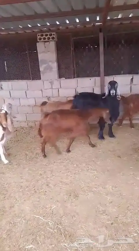 للبيع معزا ولد ومضاريع - تيماء 8