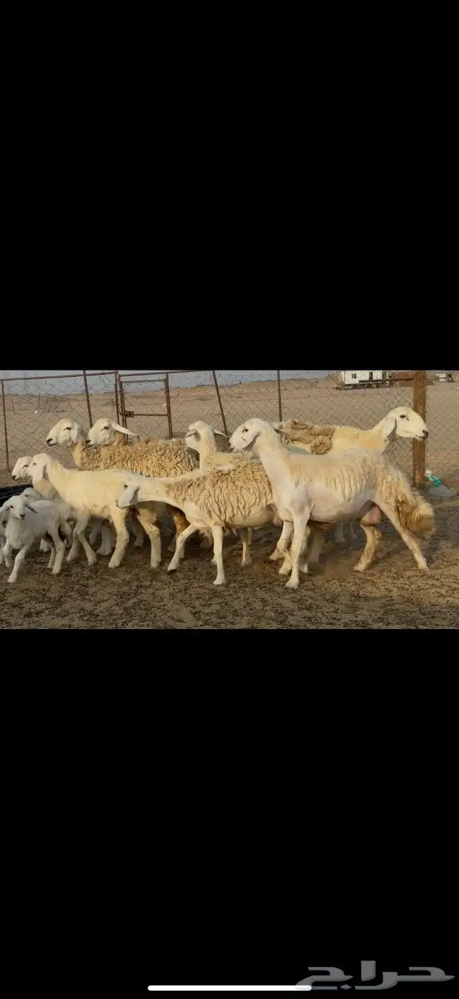 غنم حريات رخال خلفت 8