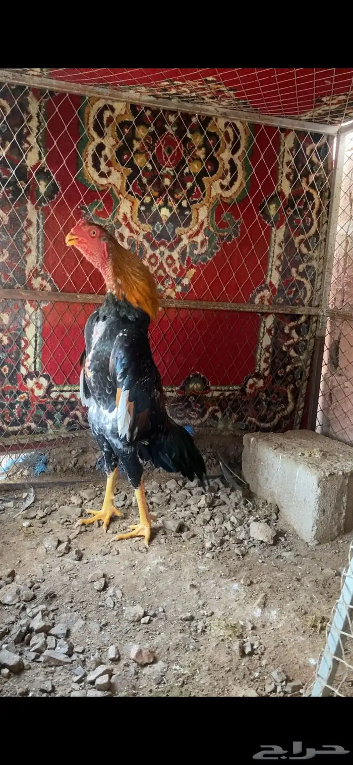 شامو ياباني 6