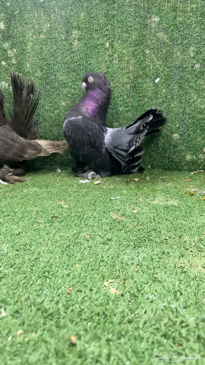 جوز كرنقو رستوف جاوه جاوا 1