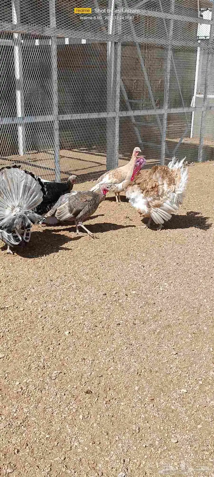 دجاج رومي العمر سنة وشهرين للبيع 2