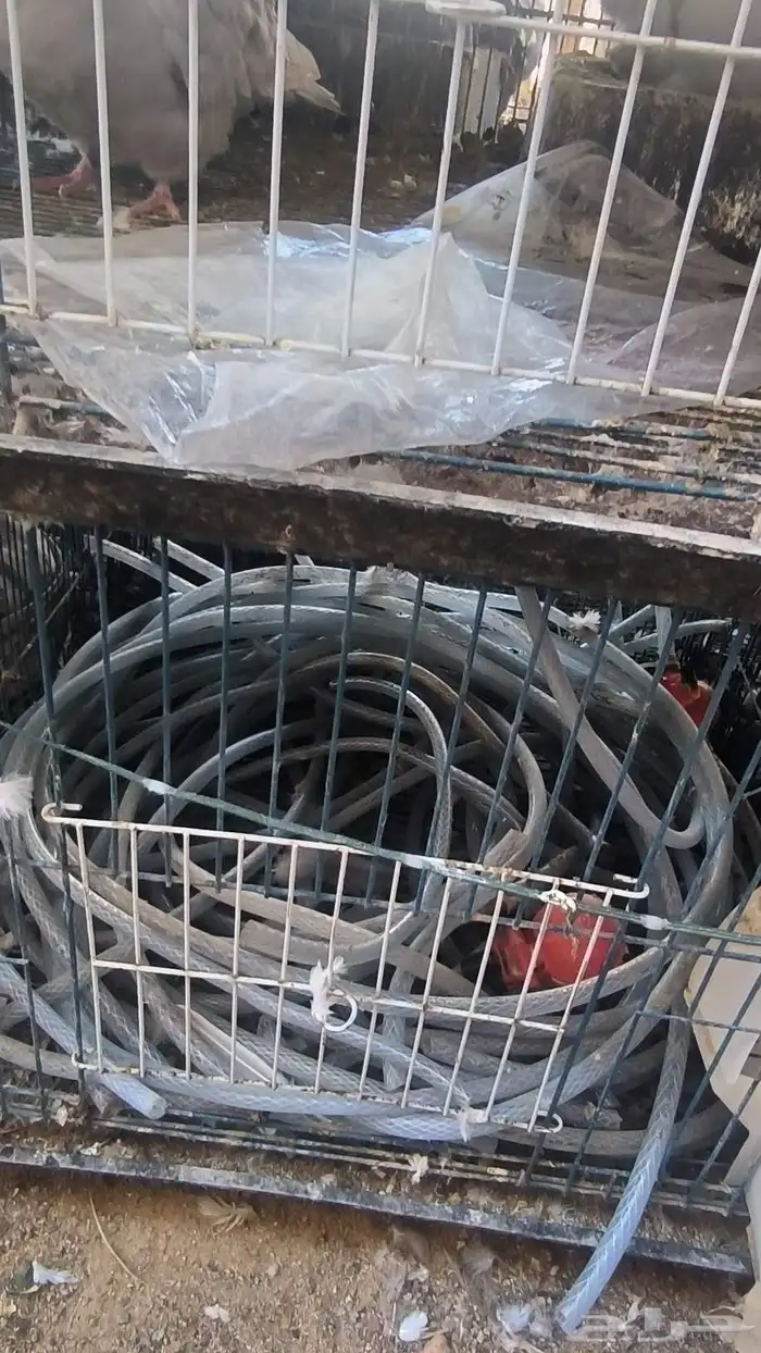 محاكر طيور للبيع على السوم 4