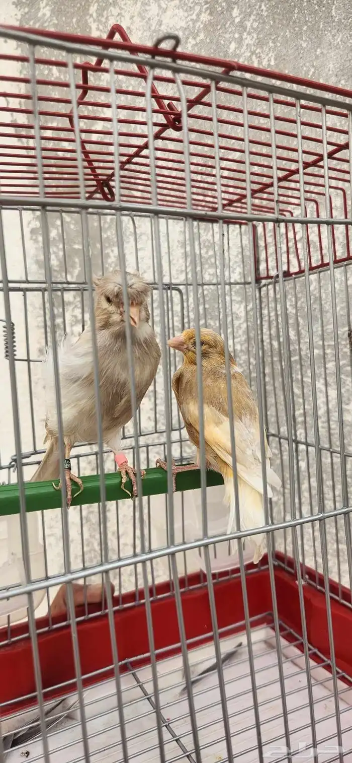 جوز كناري منتج 1