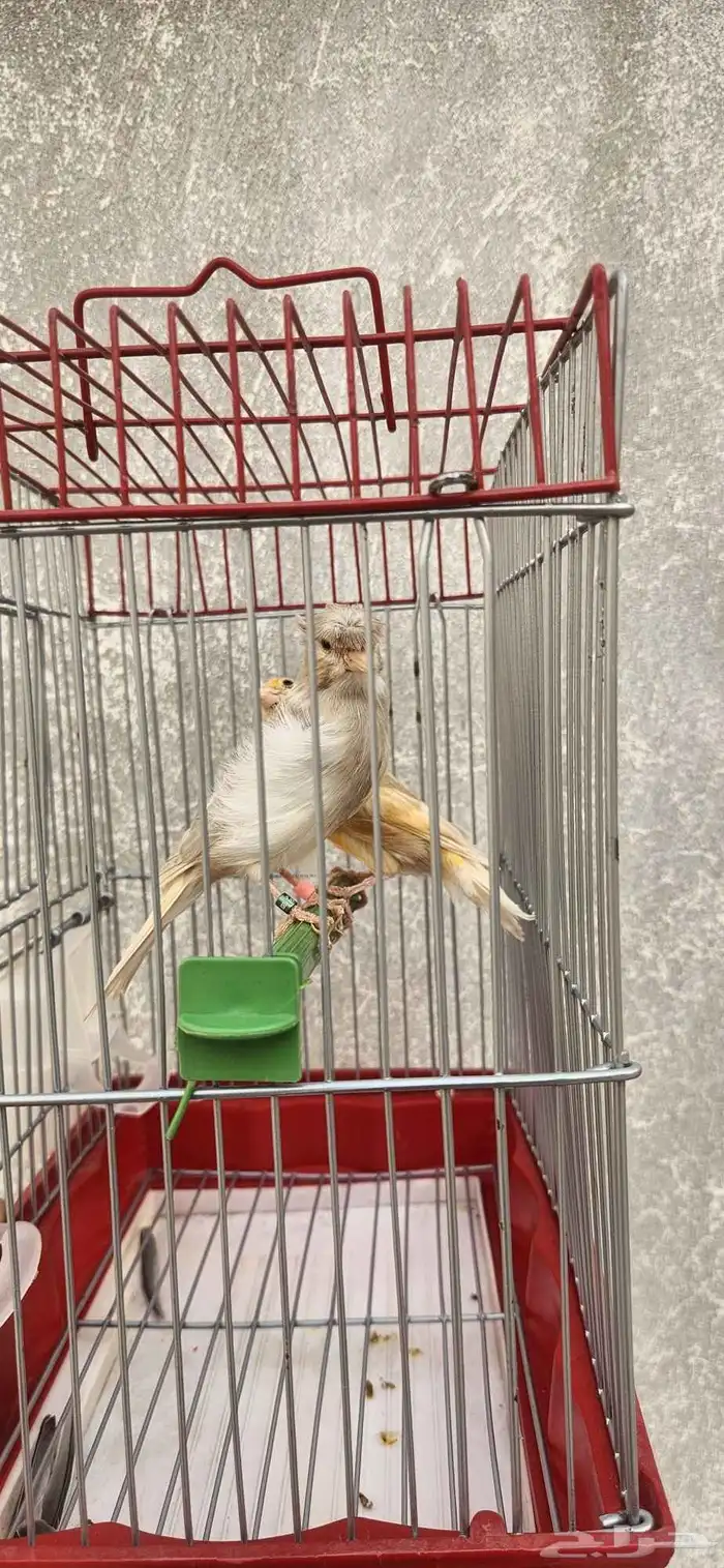 جوز كناري منتج 7