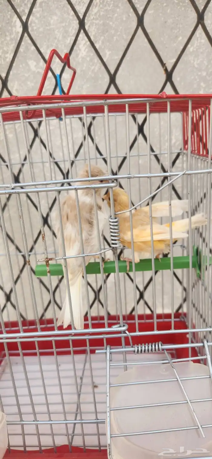 جوز كناري منتج 9