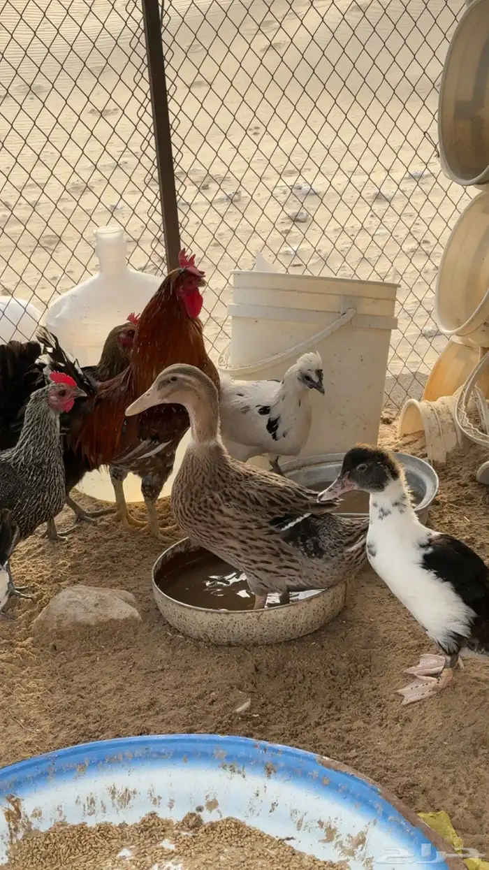 بط للبيع العمر الى لونه بني حول ثلاث شهور والبيض شهر ونص 1