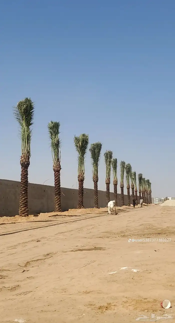 ابو علي التوريد انخيل 3