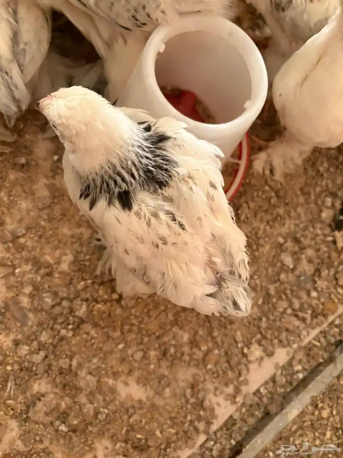 صوص براهما كولمبي دم صافي 1