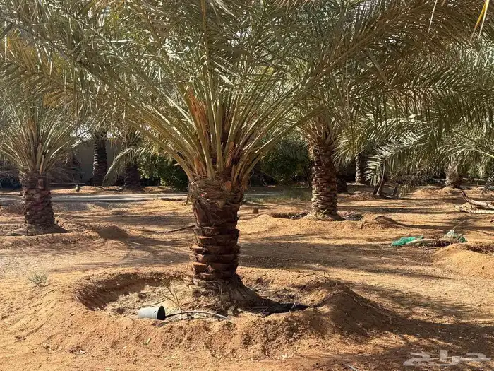 للبيع مزرعة استراحة موقع مميز بصك ب تبراك المزاحمية جو ضرماء 16