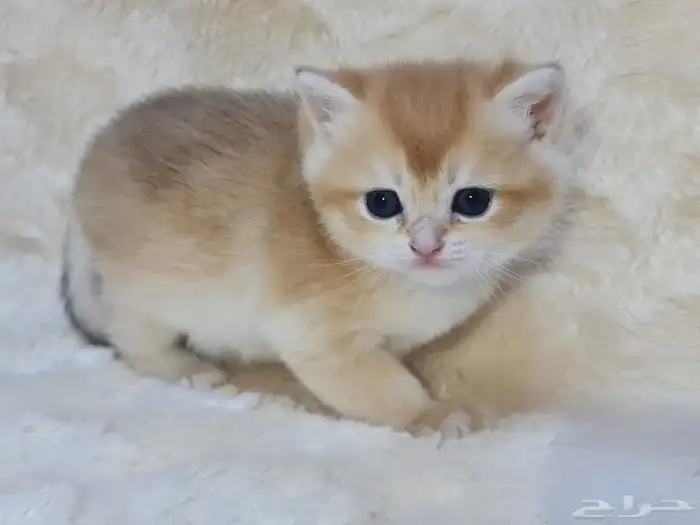 Female British NY12 for sale 2