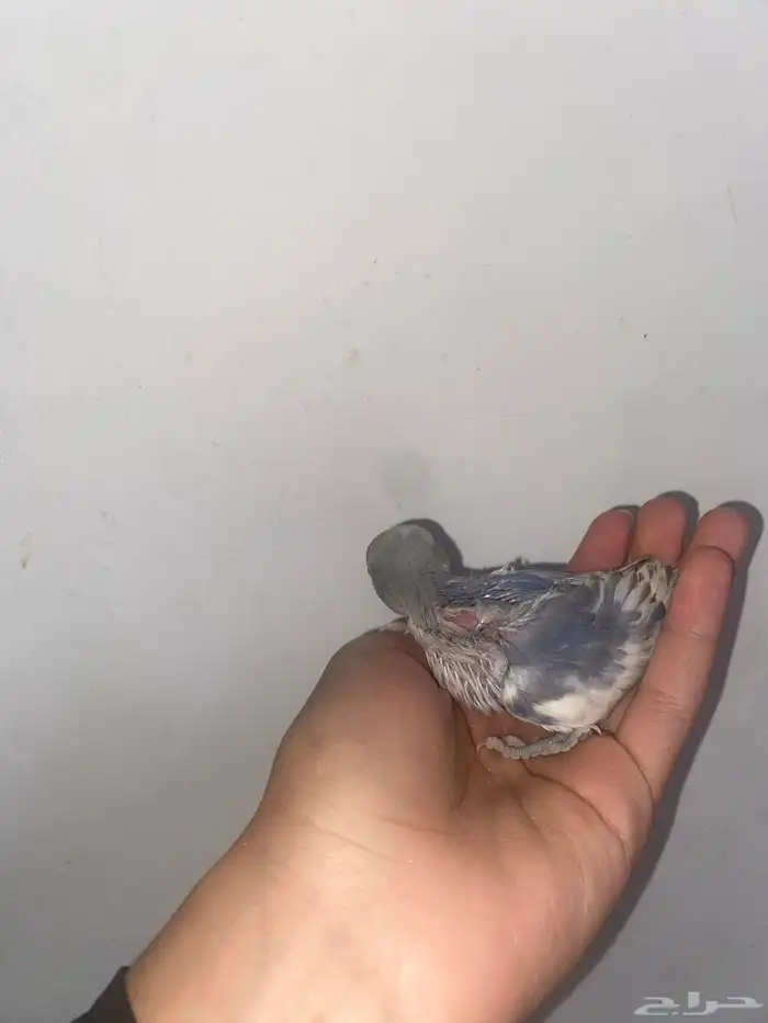 عرض فرخين روز 4