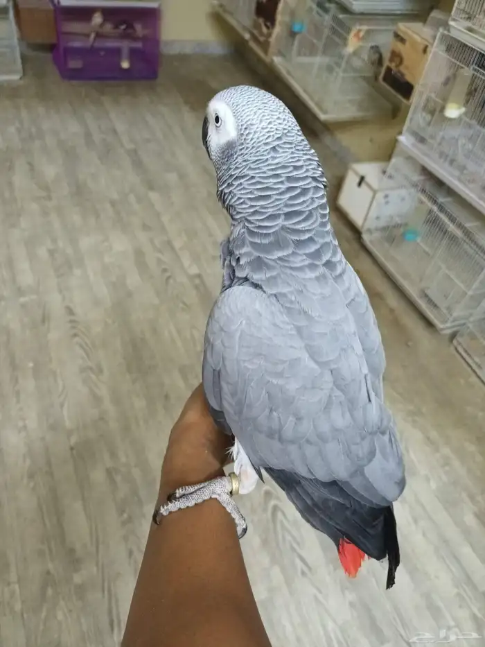 انثى كاسكو 2