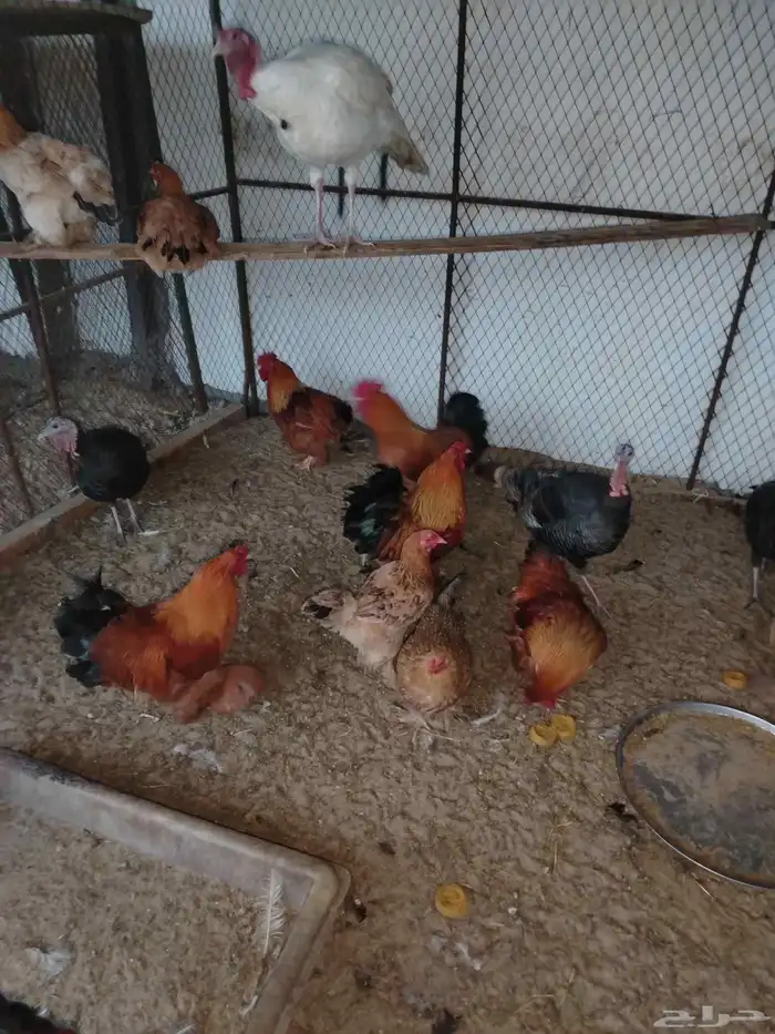 دجاج براهما جميل ومنتج 1