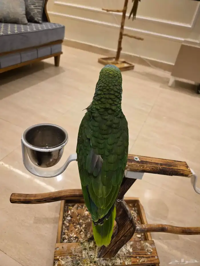 فروخ امازون بلوفرونتد (غر   نهاية غر) يوجد تقسيط 4