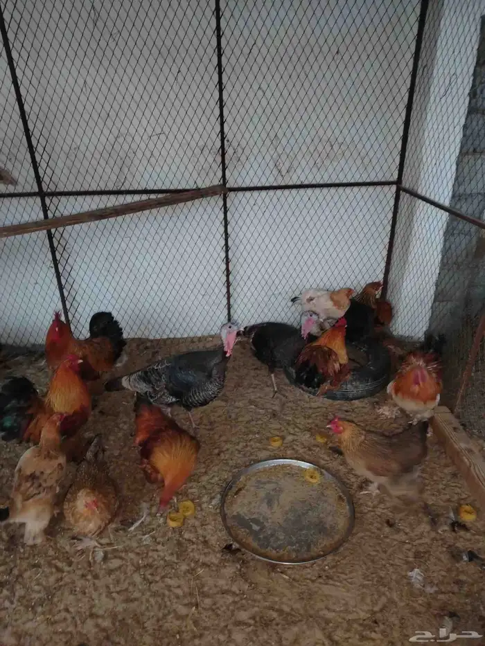 دجاج براهما جميل ومنتج 5