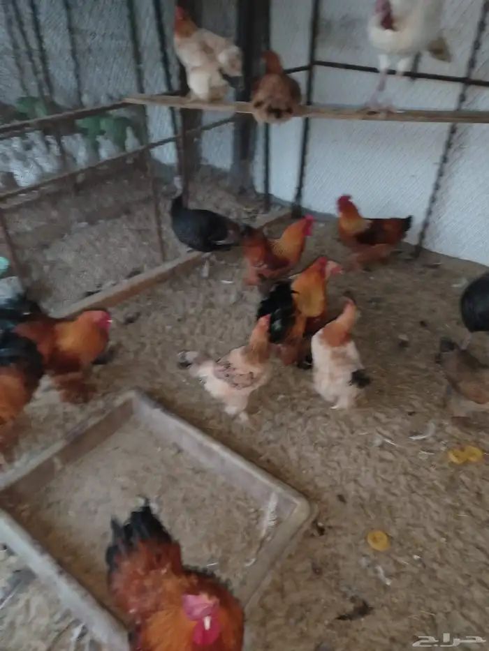 دجاج براهما جميل ومنتج 4