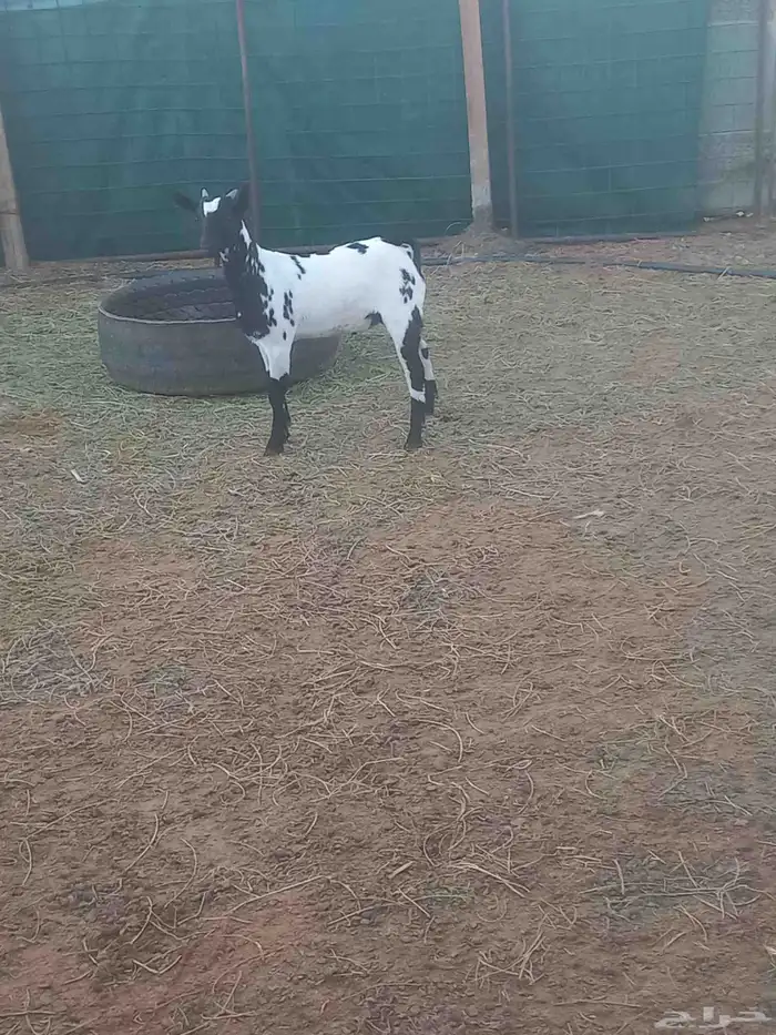 للبيع تيوس 8