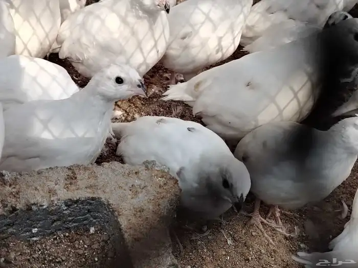 سمان بوب وايت الامريكي ابيض وابرق 1