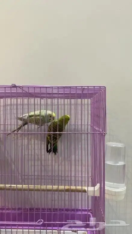 طيور بادجي 1