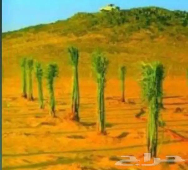 ابو علي التوريد انخيل 4