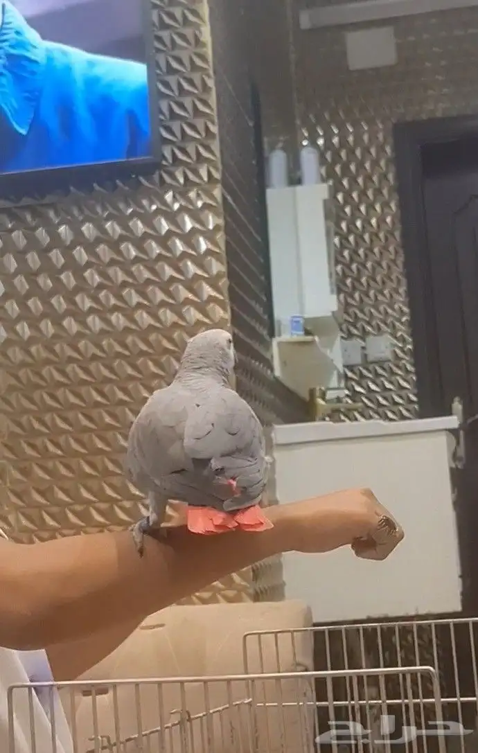 طير كاسكو سوبر سوبر جانبو 6