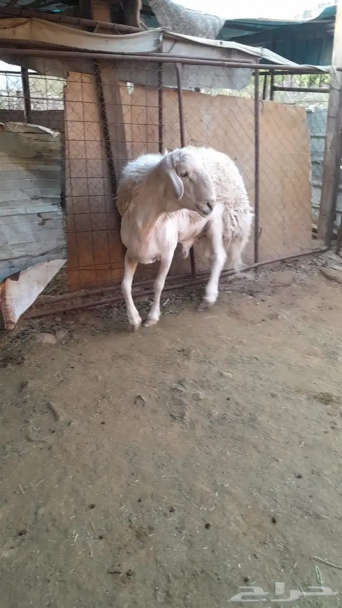 فحل صنف حري 3