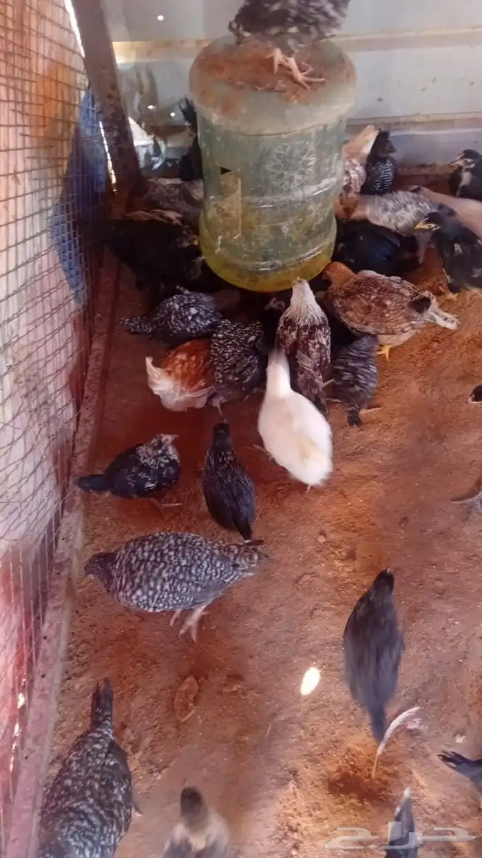 دجاج صوص بلدي 6