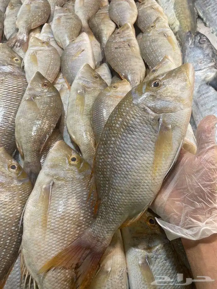 للبيع سمك وروبيان 4