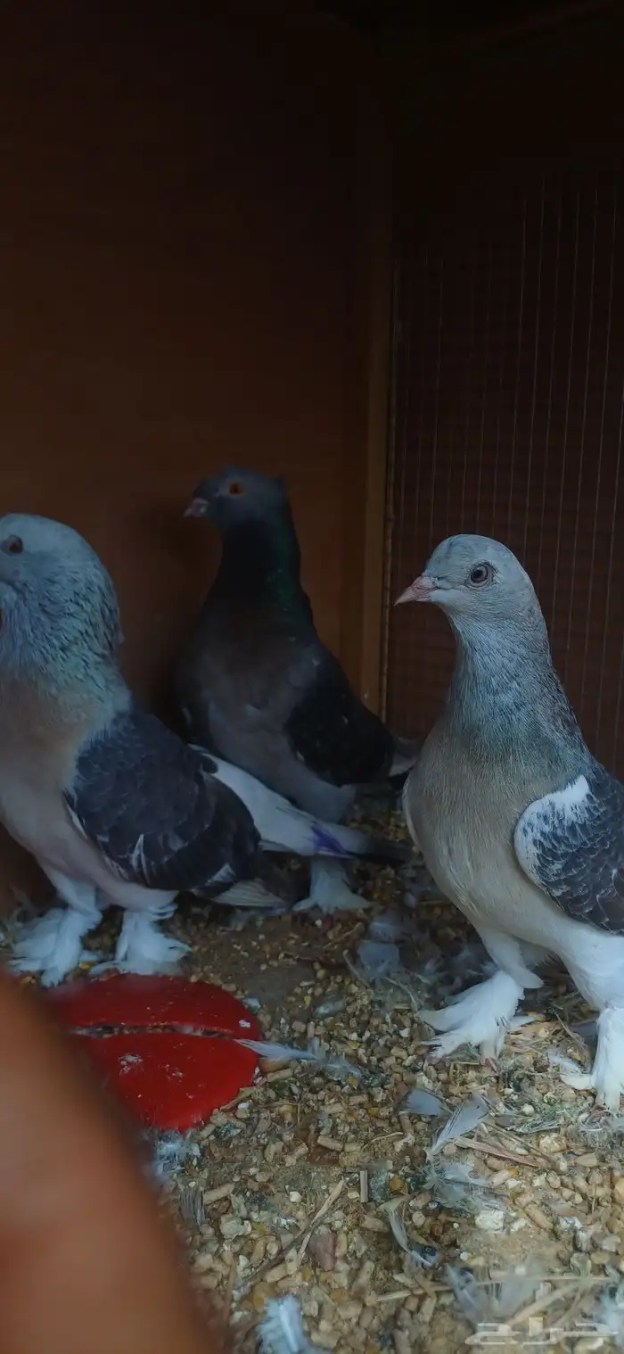 حمام تركي منتج العدد 3اجواز 1