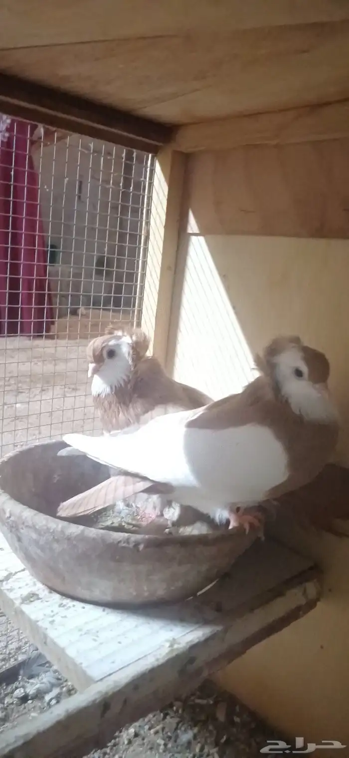 حمام عبسي 2اجواز منتج 3