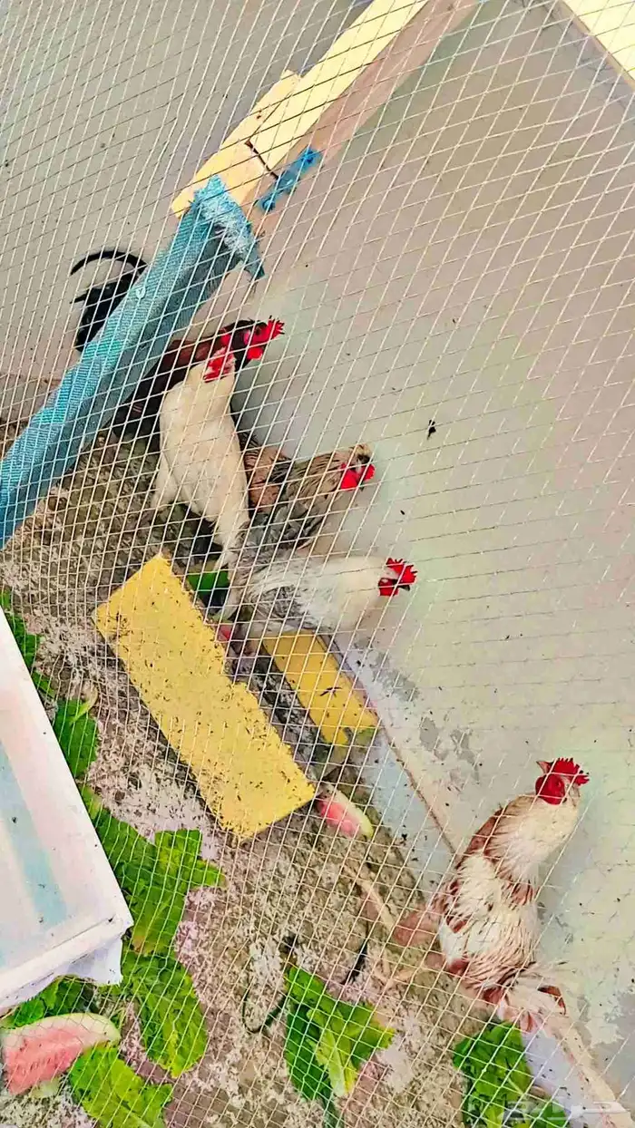 ديك بلدي و سندي 3