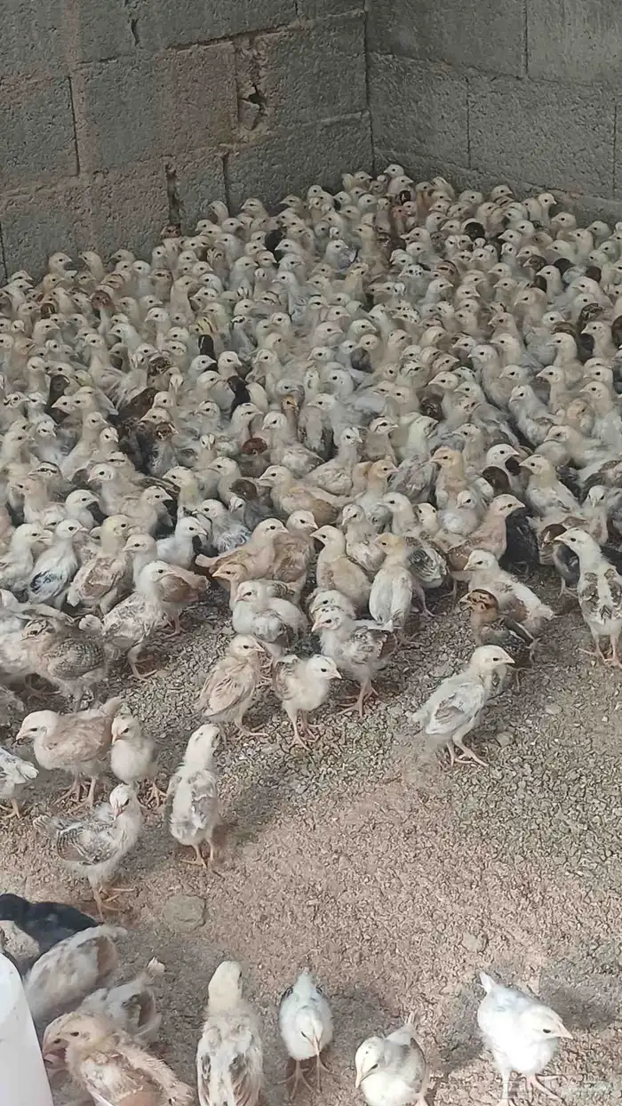 صوص دجاج بلدي 1