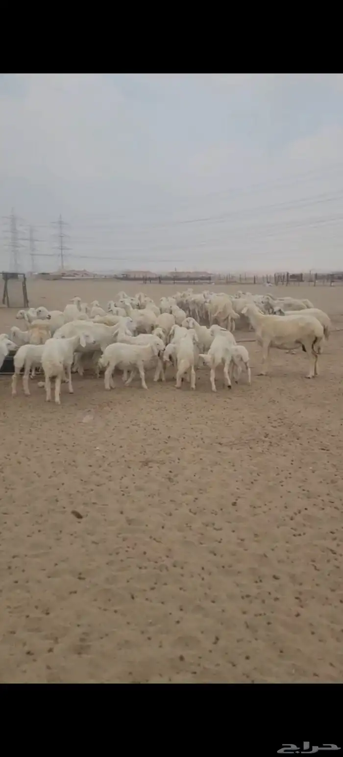 غنم خلفات للبيع 3