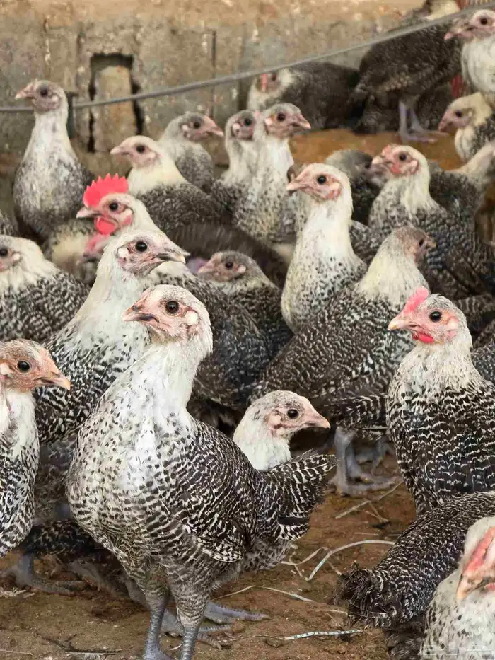 صوص فيومي شبابي 2