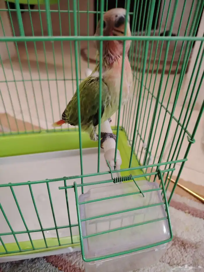 طير روز مفقود 2