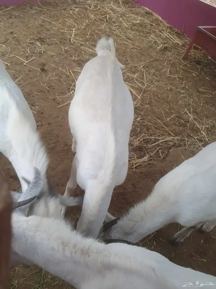 تيوس بيشيات 2