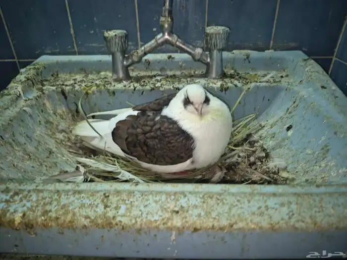 حمام منتج 19