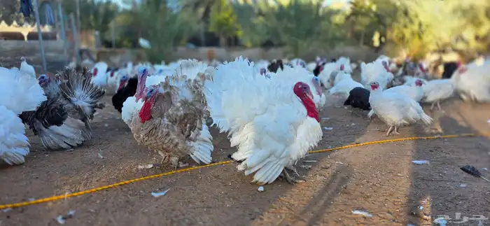 Turkey chicken goose  duck  chicken  quail 3