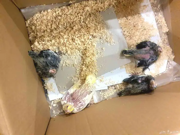 فراخ كروان عمر 25 يوم 5