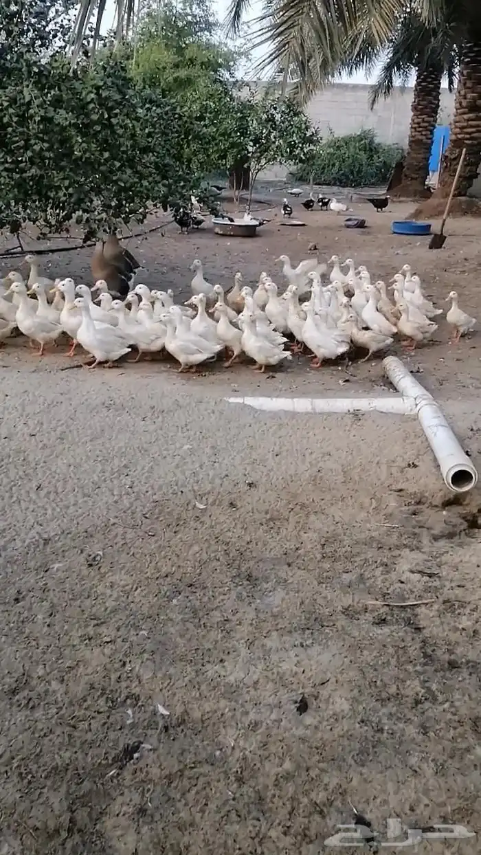 القطيف ابو معن 2