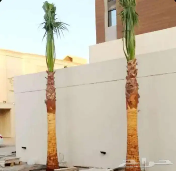 ابو علي لتوريد انخيل 9