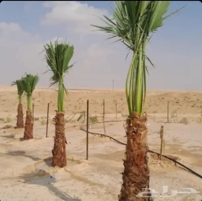 ابو علي التوريد انخيل 4